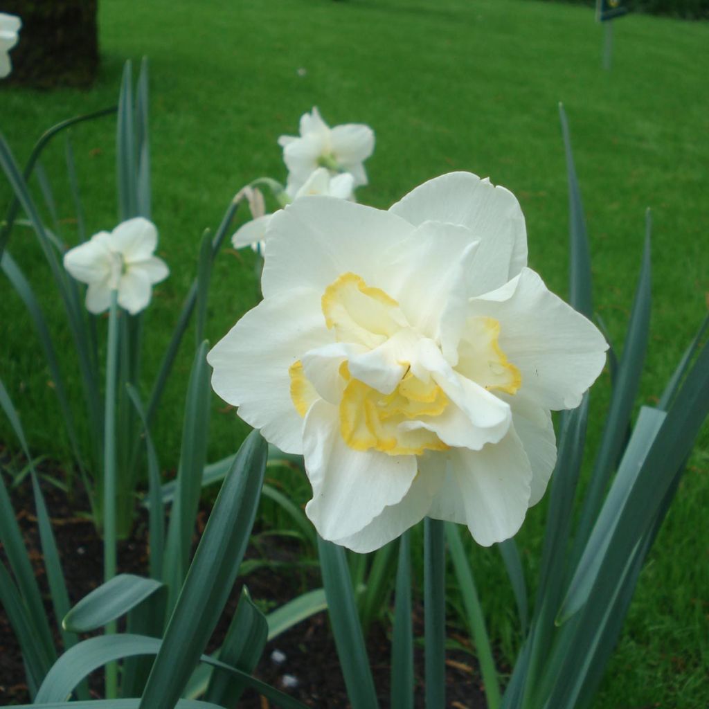 Narcissus White Lion - Daffodil
