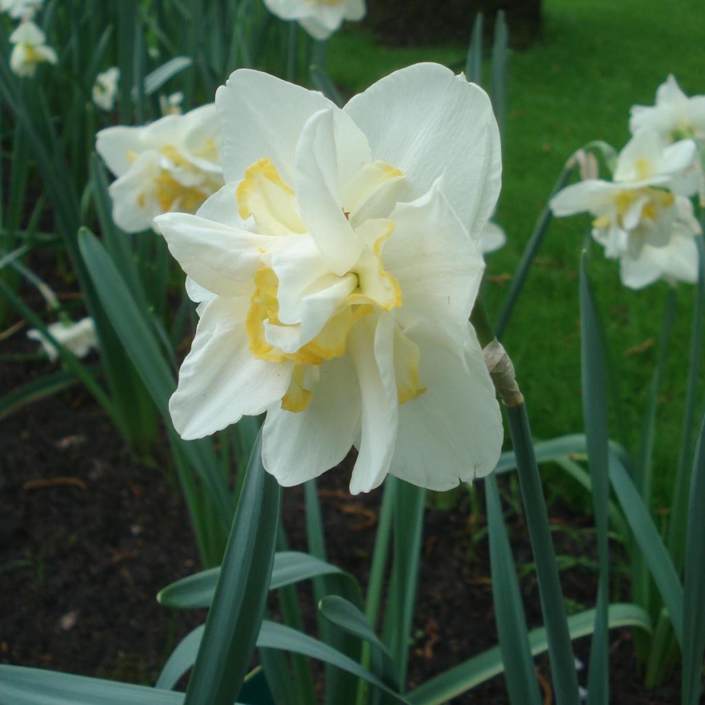 Narcissus White Lion - Daffodil