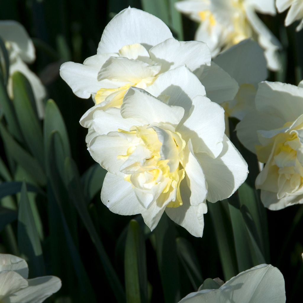 Narcissus White Lion - Daffodil