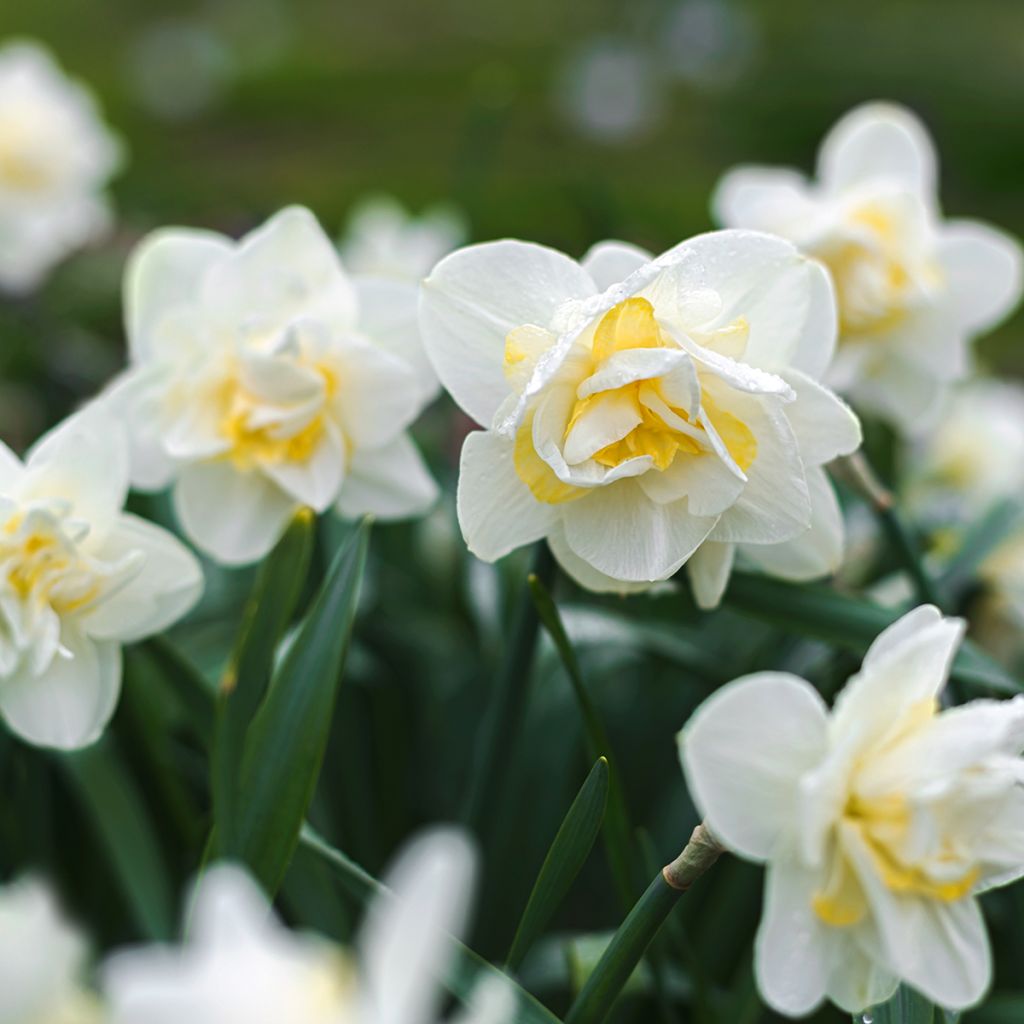 Narcissus White Lion - Daffodil