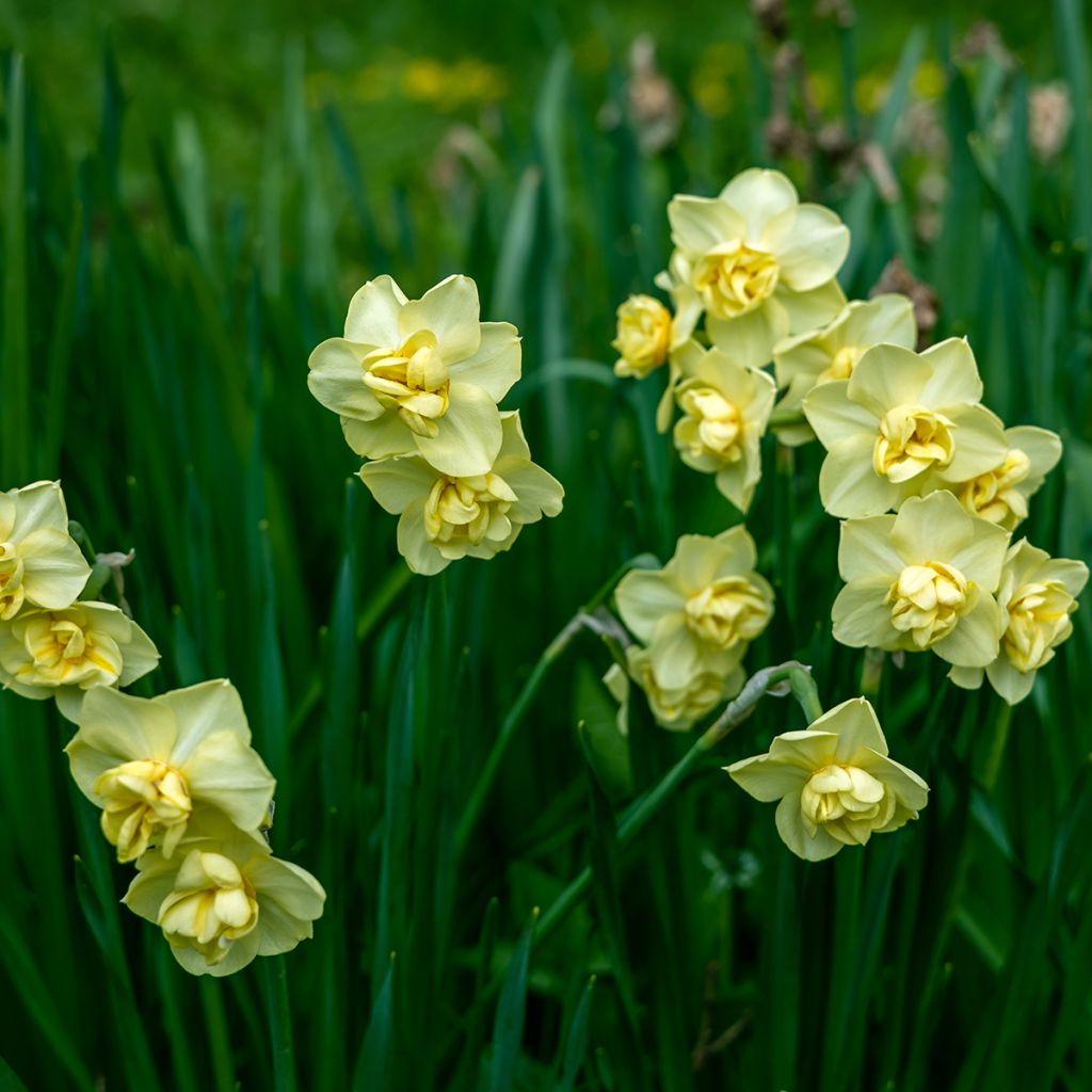 Narcissus Yellow Cheerfulness - Daffodil