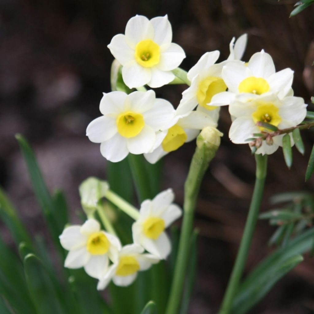 Narcissus Minnow