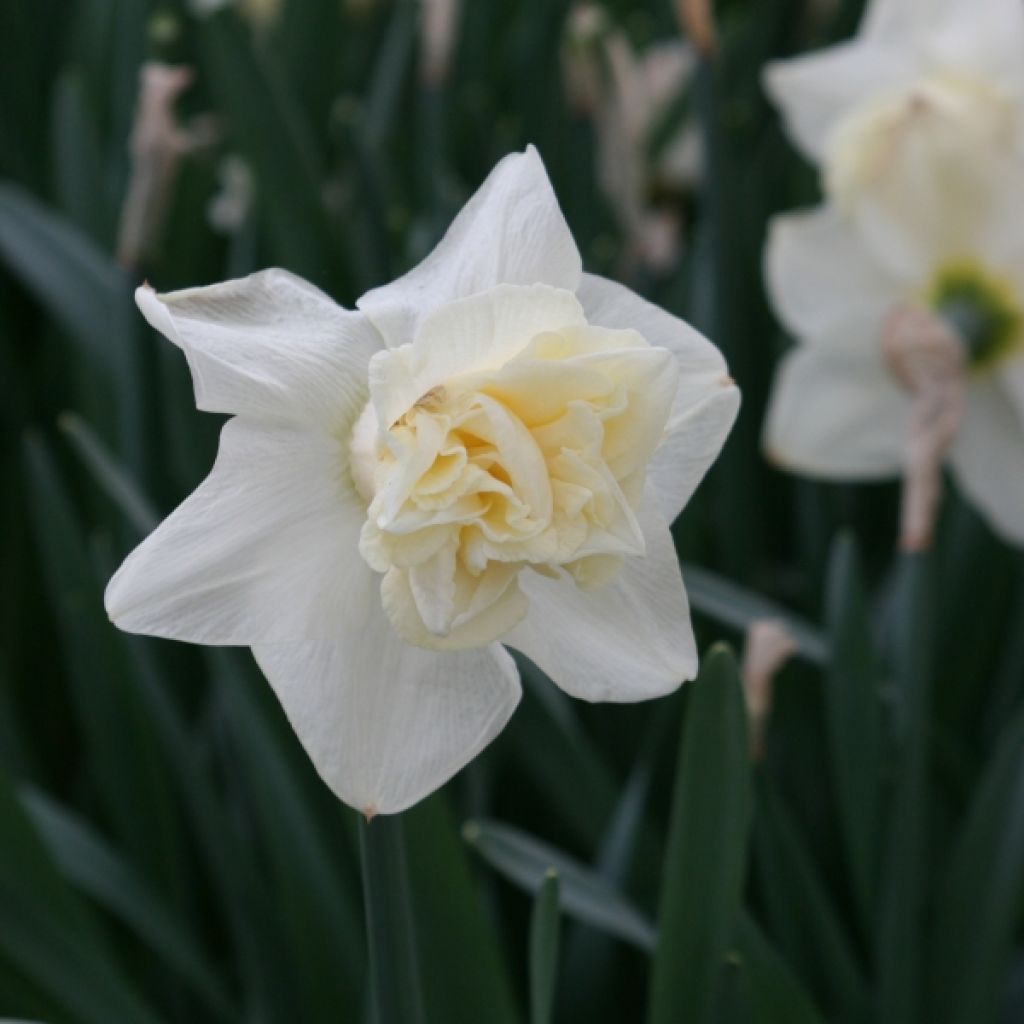 Narcissus Popeye - Daffodil