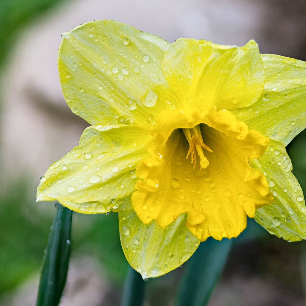 Narcissus pseudonarcissus 