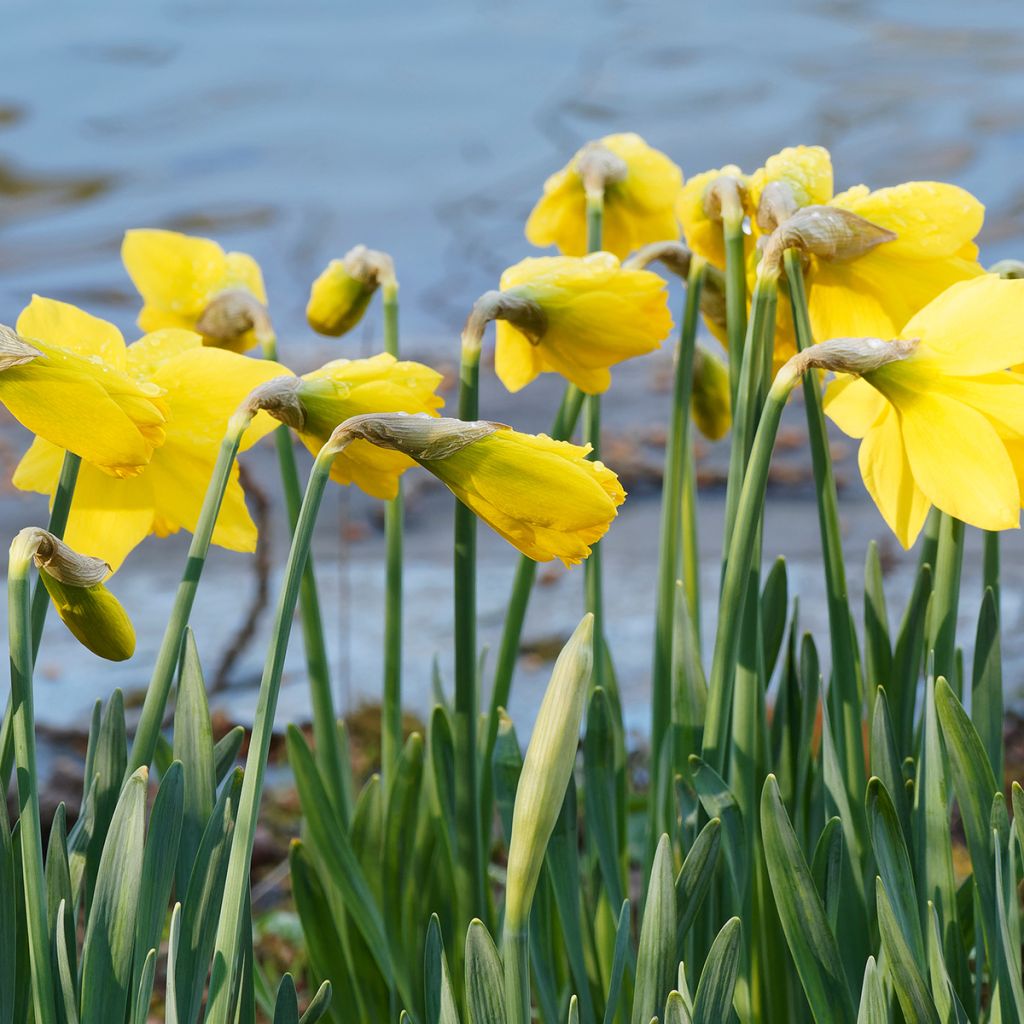 Narcissus pseudonarcissus 
