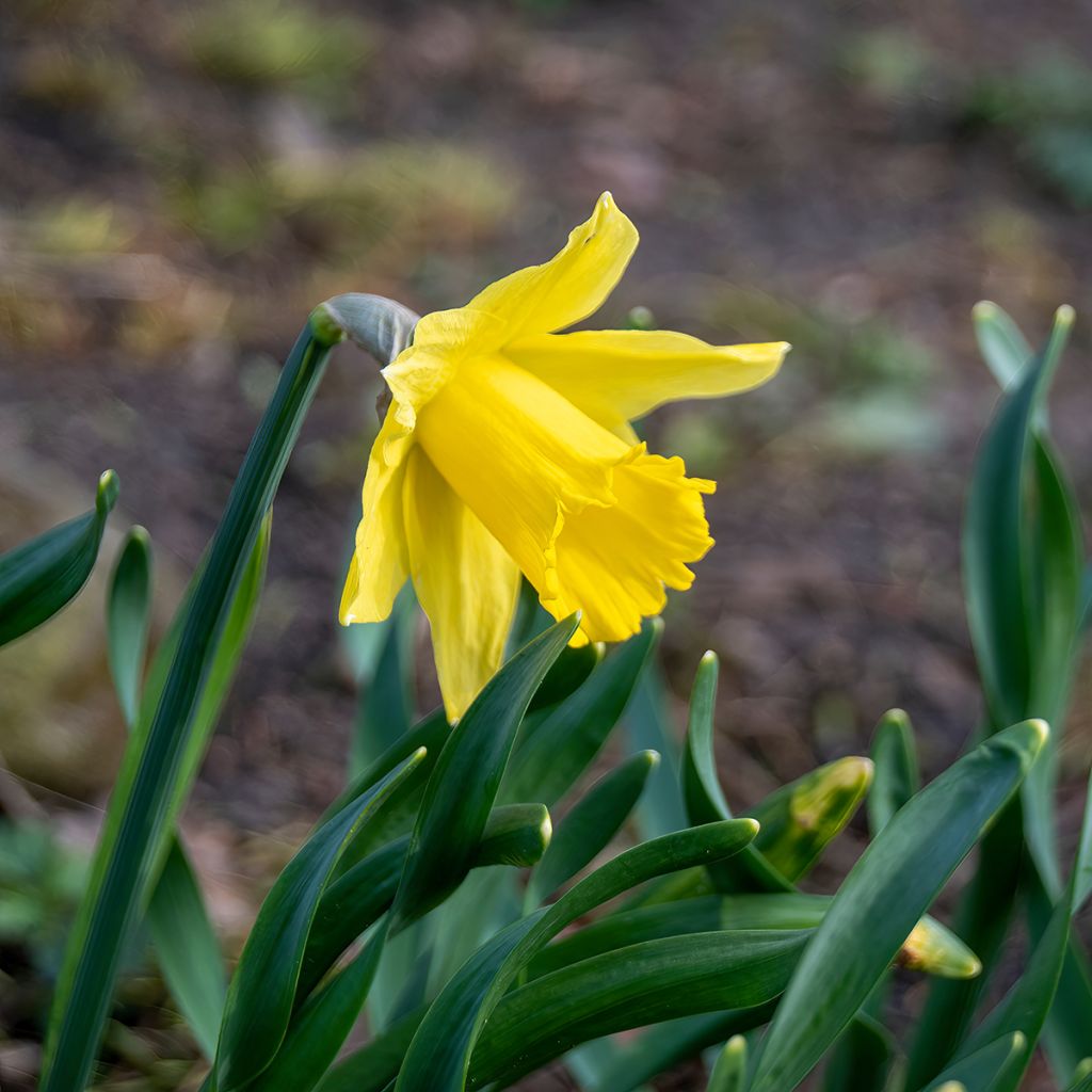 Narcissus pseudonarcissus 