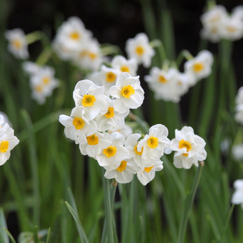 Narcissus Laurens Koster