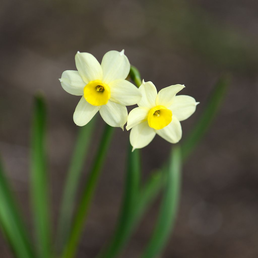Narcissus Minnow
