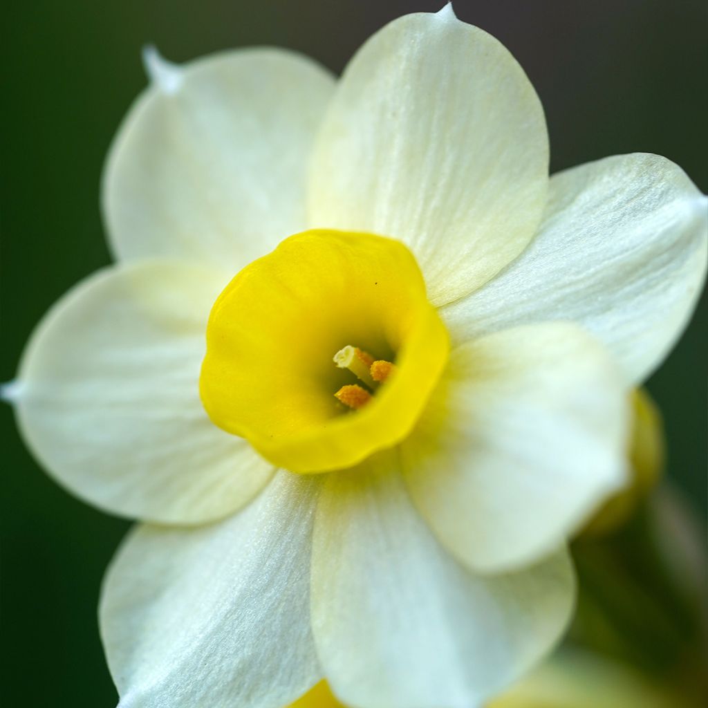 Narcissus Minnow
