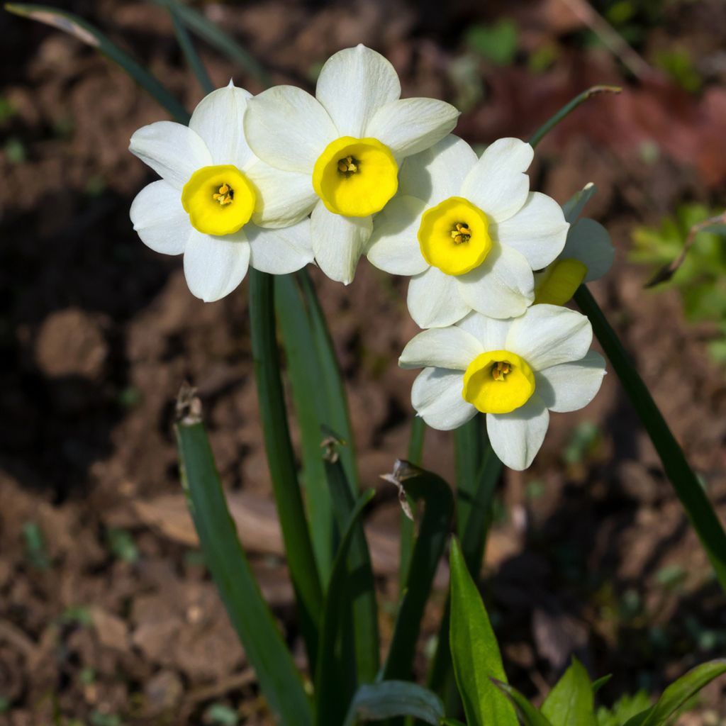 Narcissus Minnow