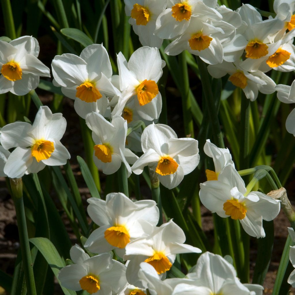 Narcissus tazetta Geranium