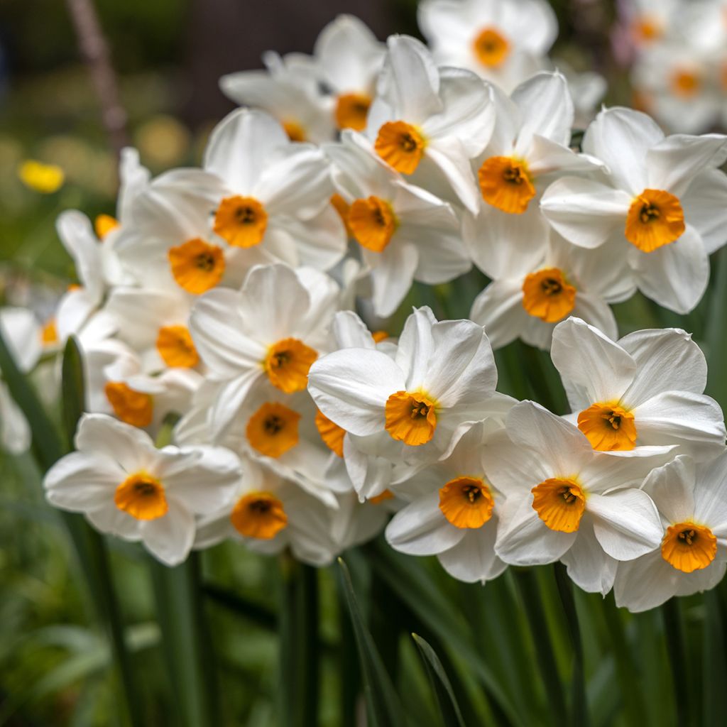 Narcissus tazetta Geranium