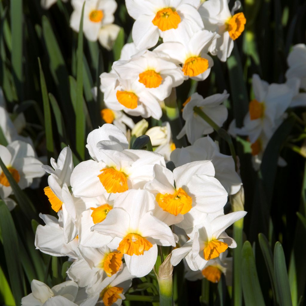 Narcissus tazetta Geranium