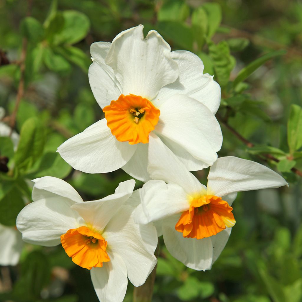 Narcissus tazetta Geranium