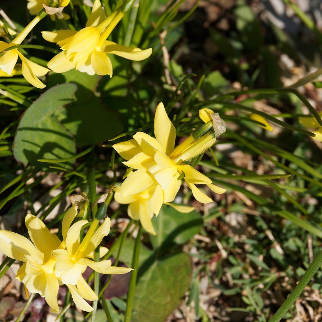 Narcissus triandrus Hawera - Daffodil