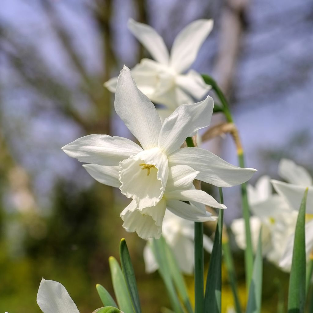 Narcissus triandrus Thalia - Daffodil