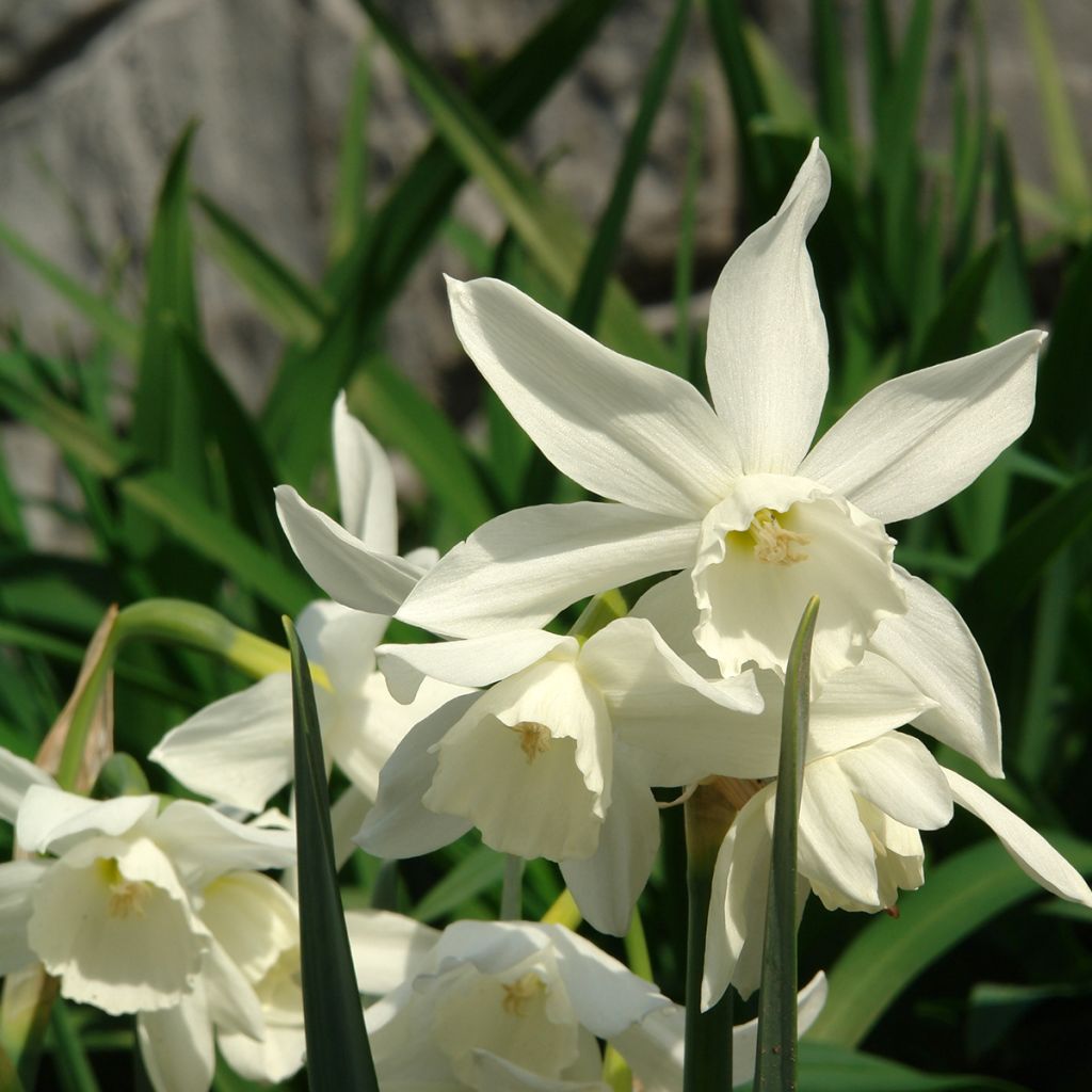 Narcissus triandrus Thalia - Daffodil