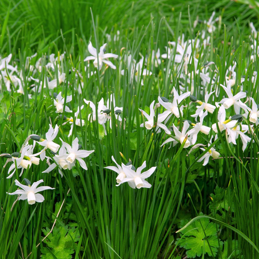 Narcissus triandrus Thalia - Daffodil