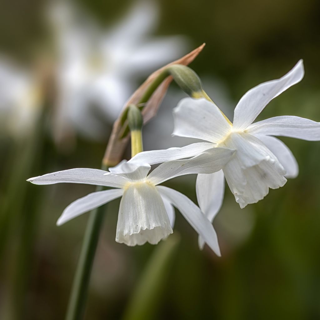 Narcissus triandrus Thalia - Daffodil