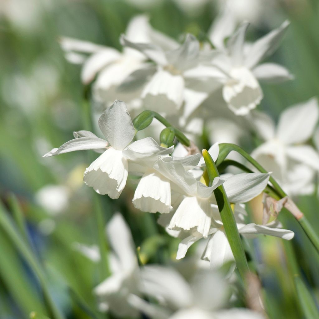 Narcissus triandrus Thalia - Daffodil