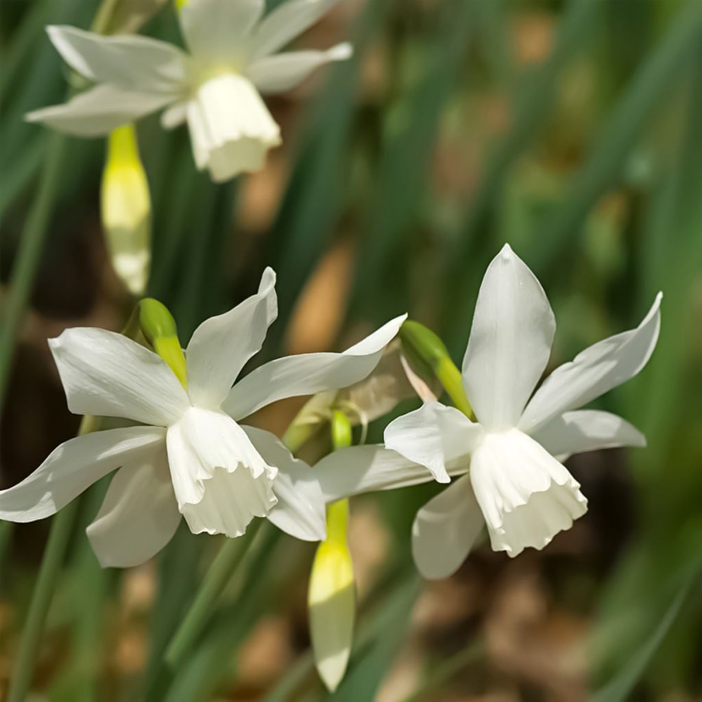 Narcissus triandrus Thalia - Daffodil