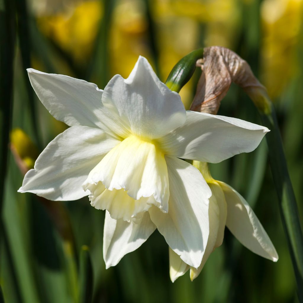 Narcissus triandrus Thalia - Daffodil