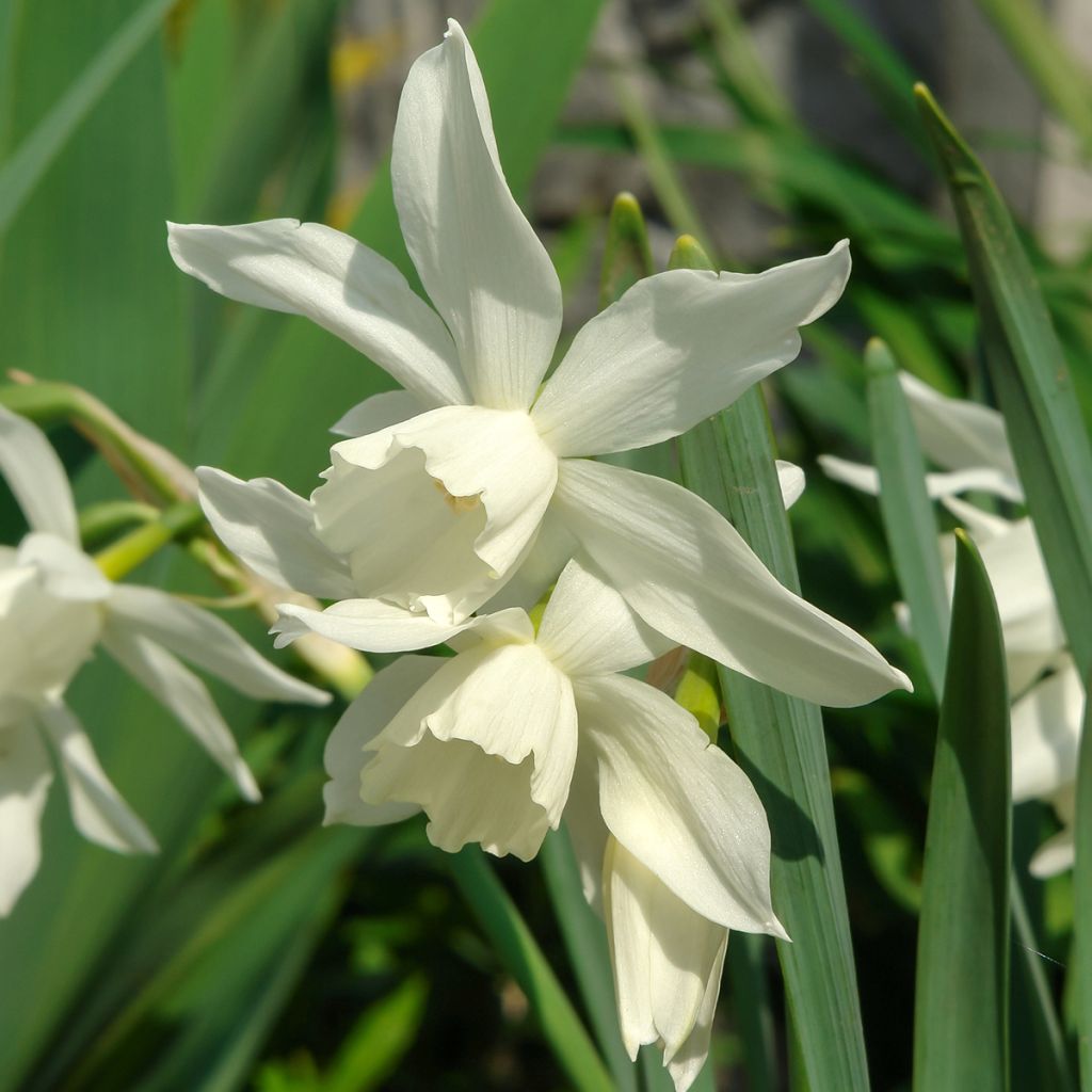 Narcissus triandrus Thalia - Daffodil