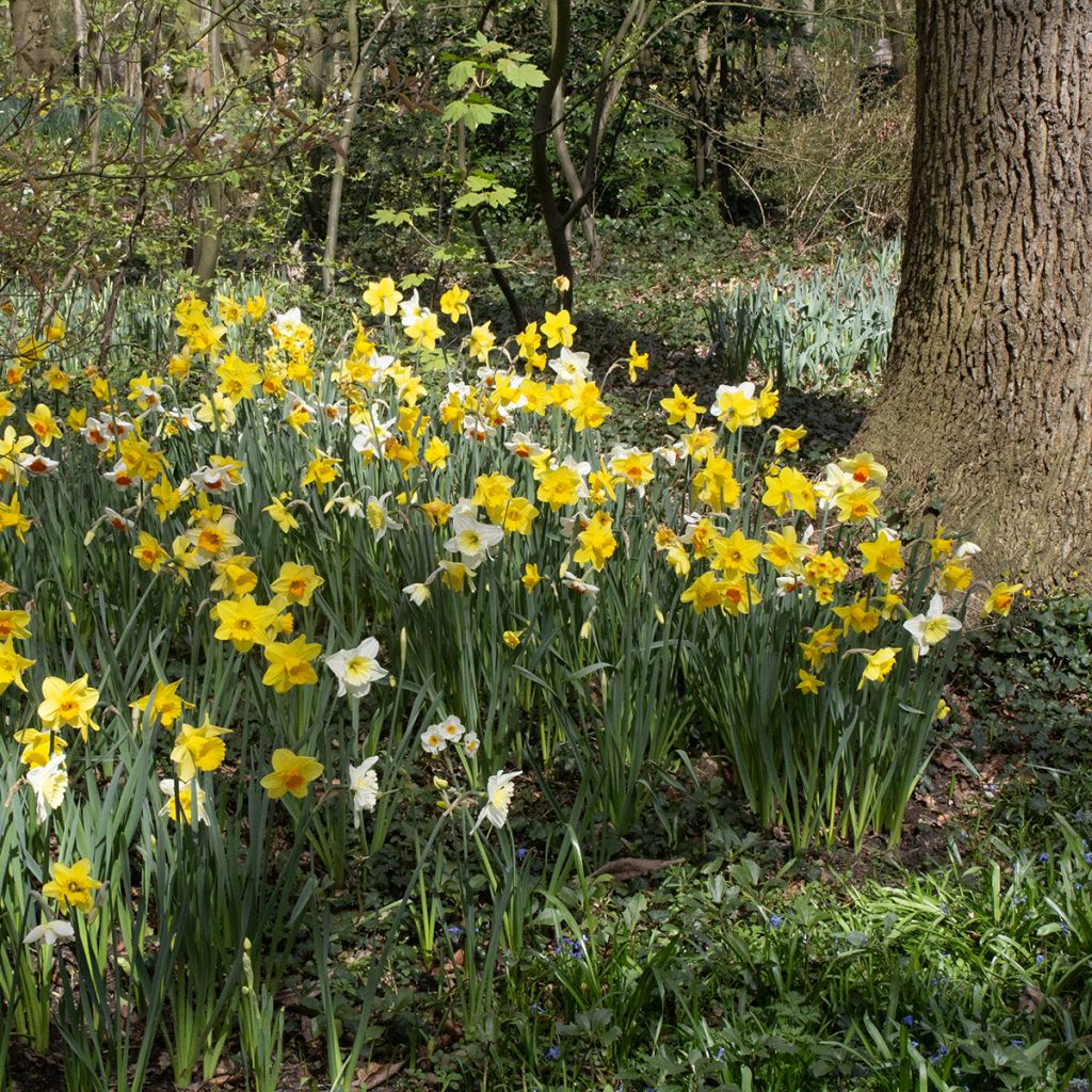 Narcissus  