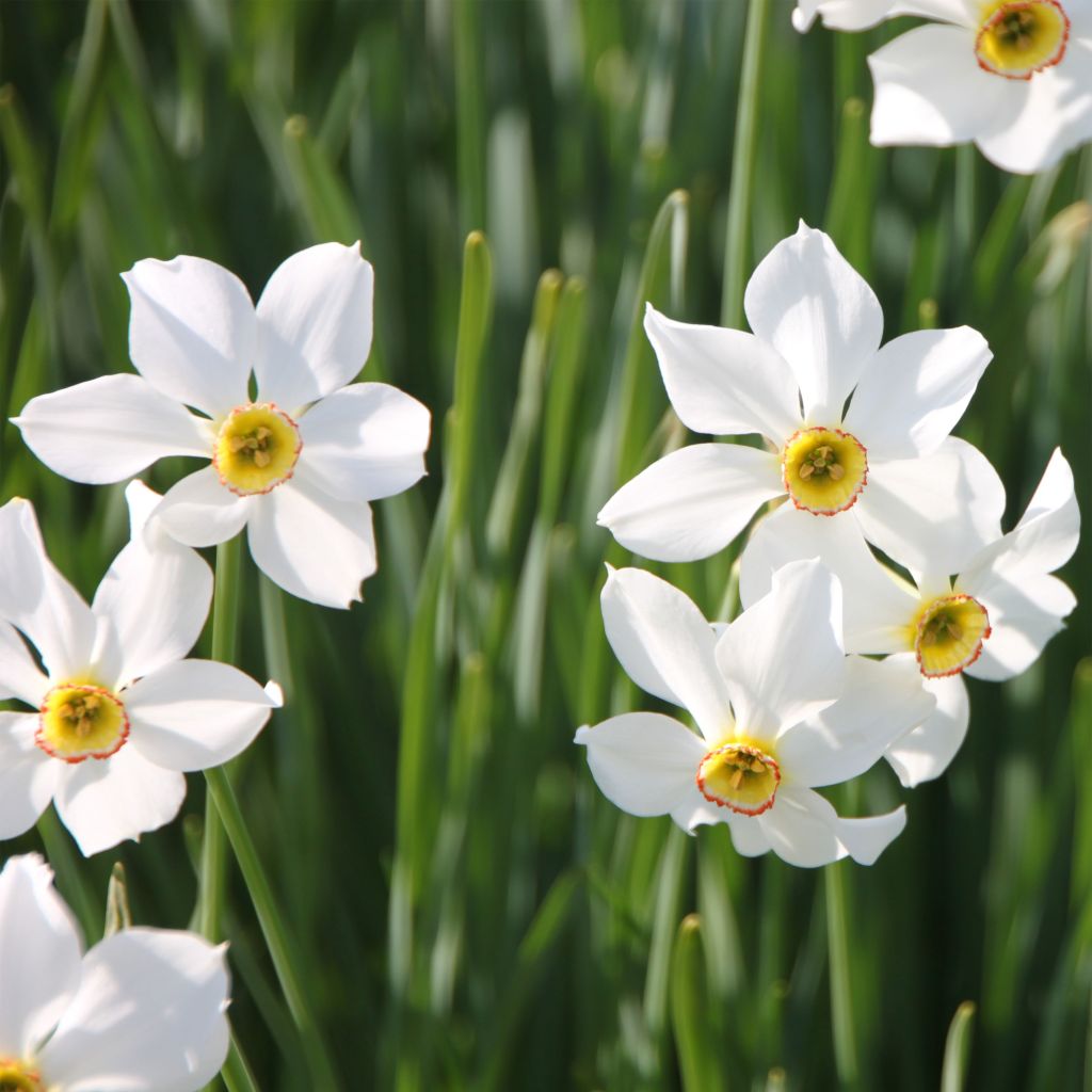 Narcissus poeticus recurvus - Daffodil
