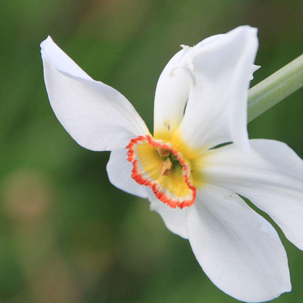 Narcissus poeticus recurvus - Daffodil