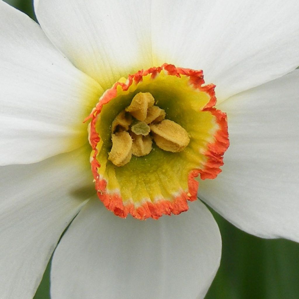 Narcissus poeticus recurvus - Daffodil