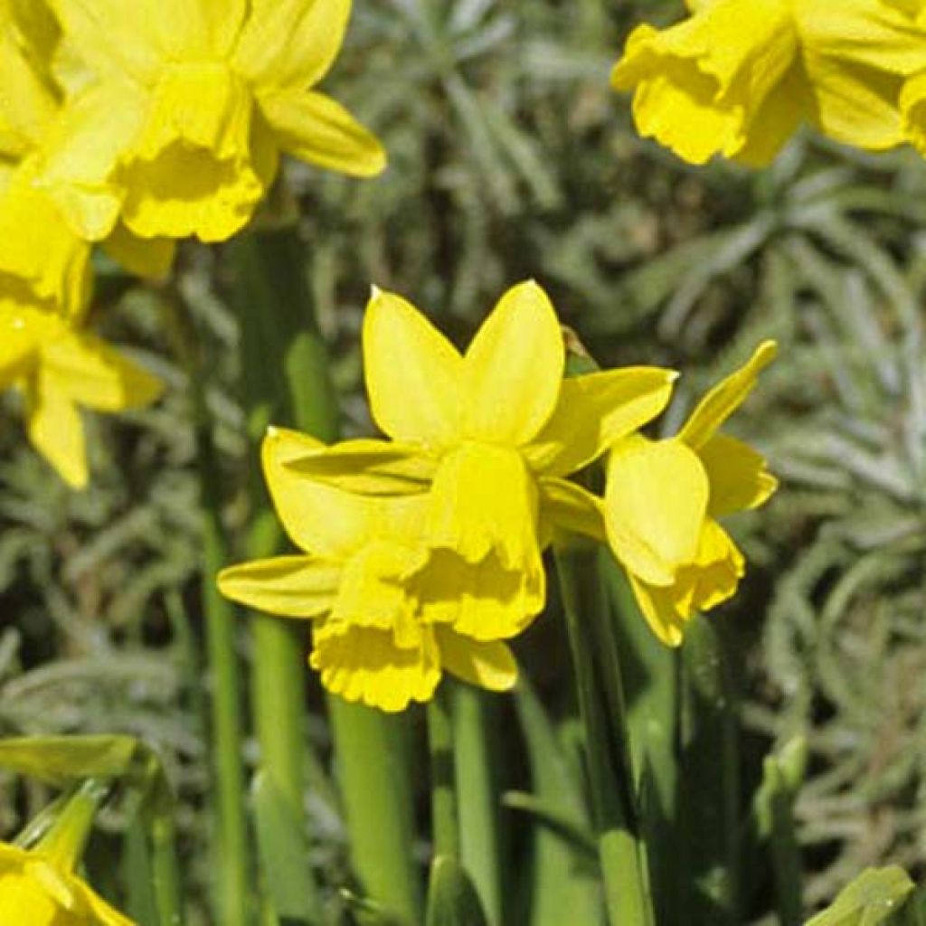Narcissus cyclamineus Tête-à-tête