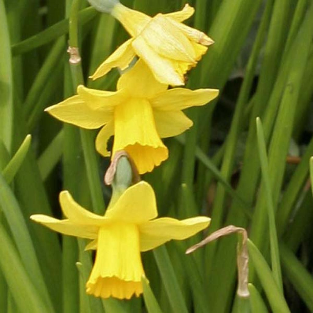 Narcissus cyclamineus Tête-à-tête
