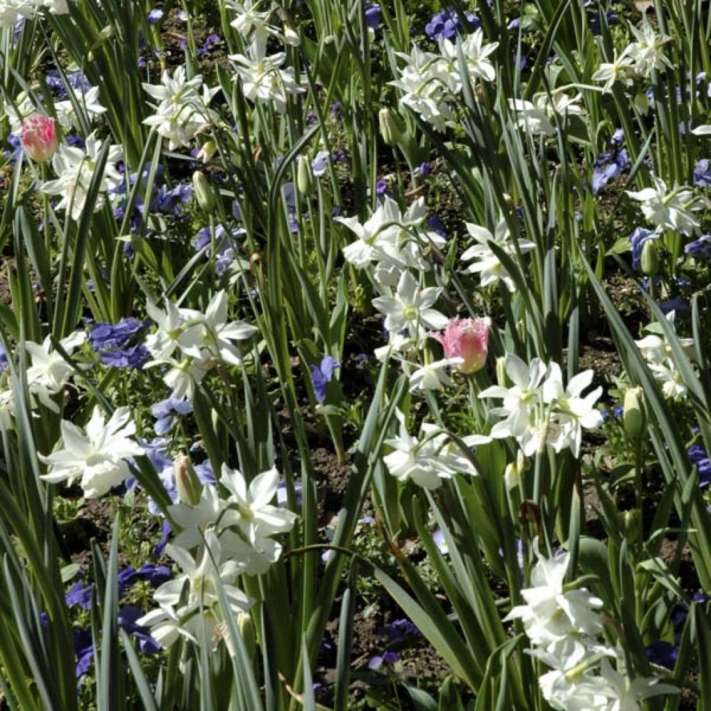 Narcissus triandrus Thalia - Daffodil