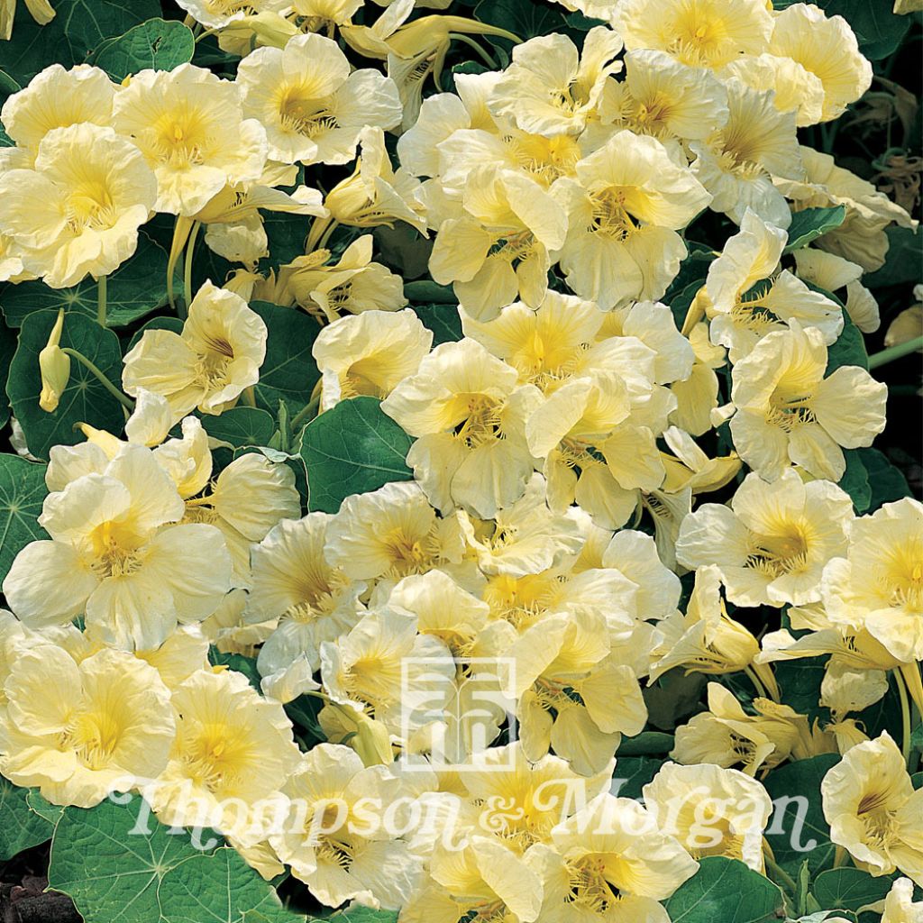 Tropaeolum majus Milkmaid - Nasturtium