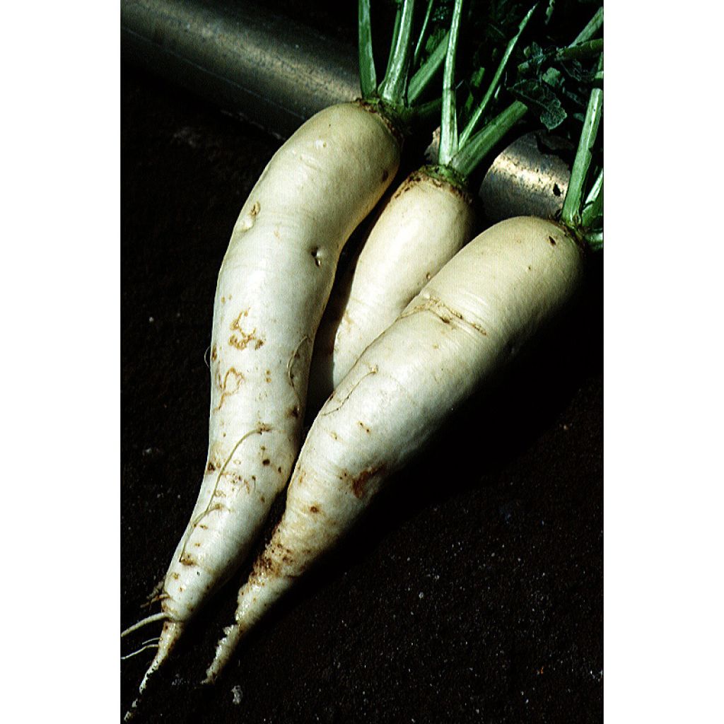 Turnip De Croissy