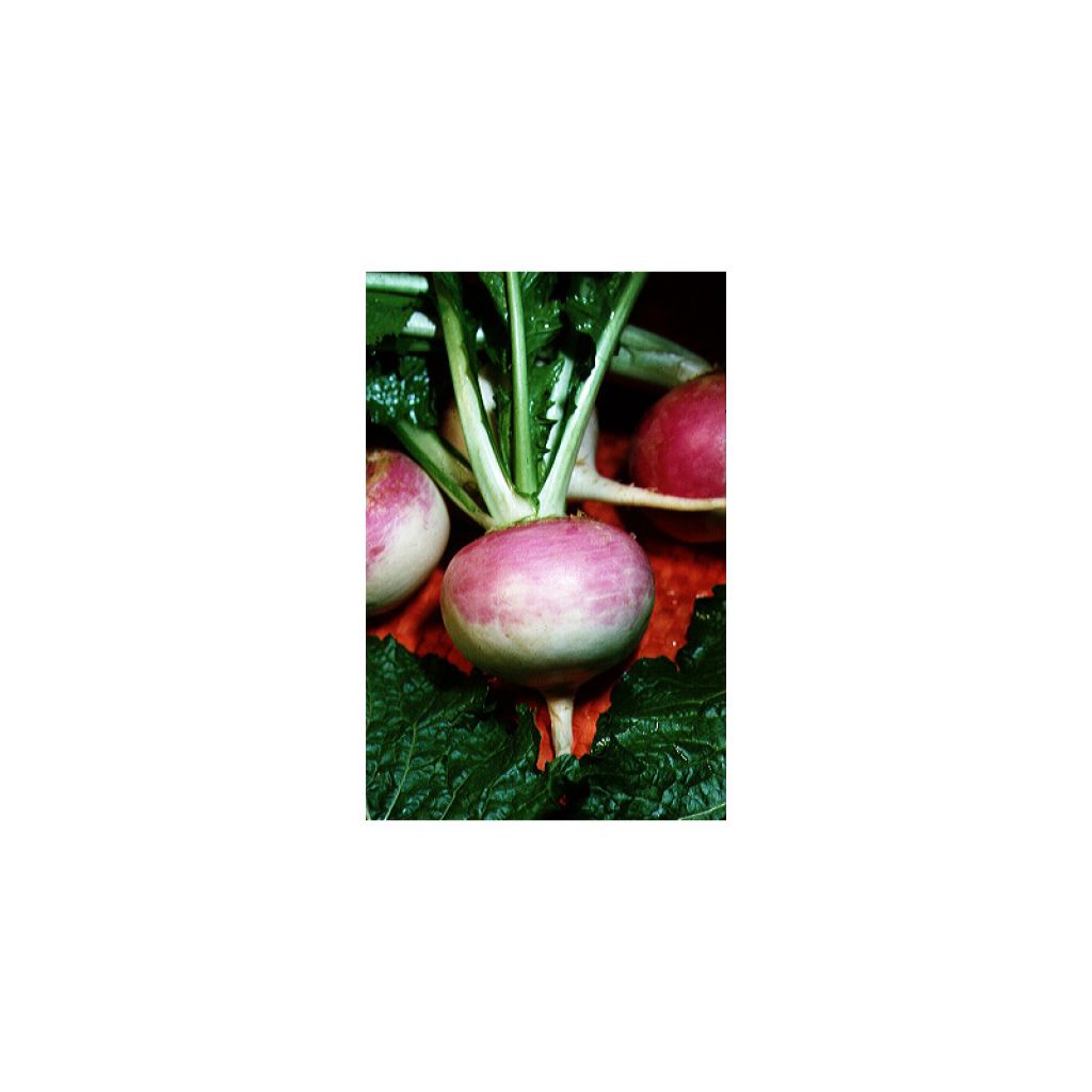 White Globe Turnip (purple collar) - Brassica rapa