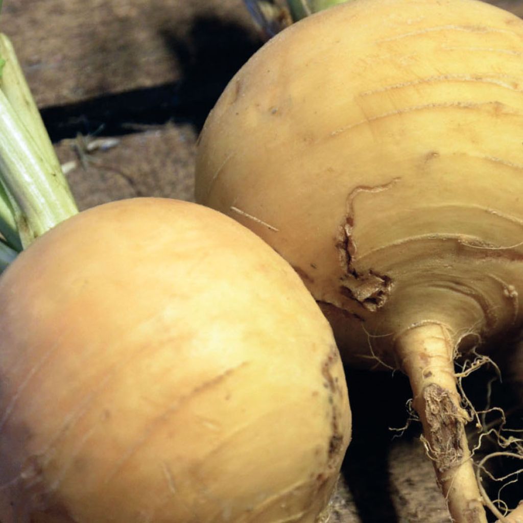 Turnip Boule D'Or- Brassica rapa