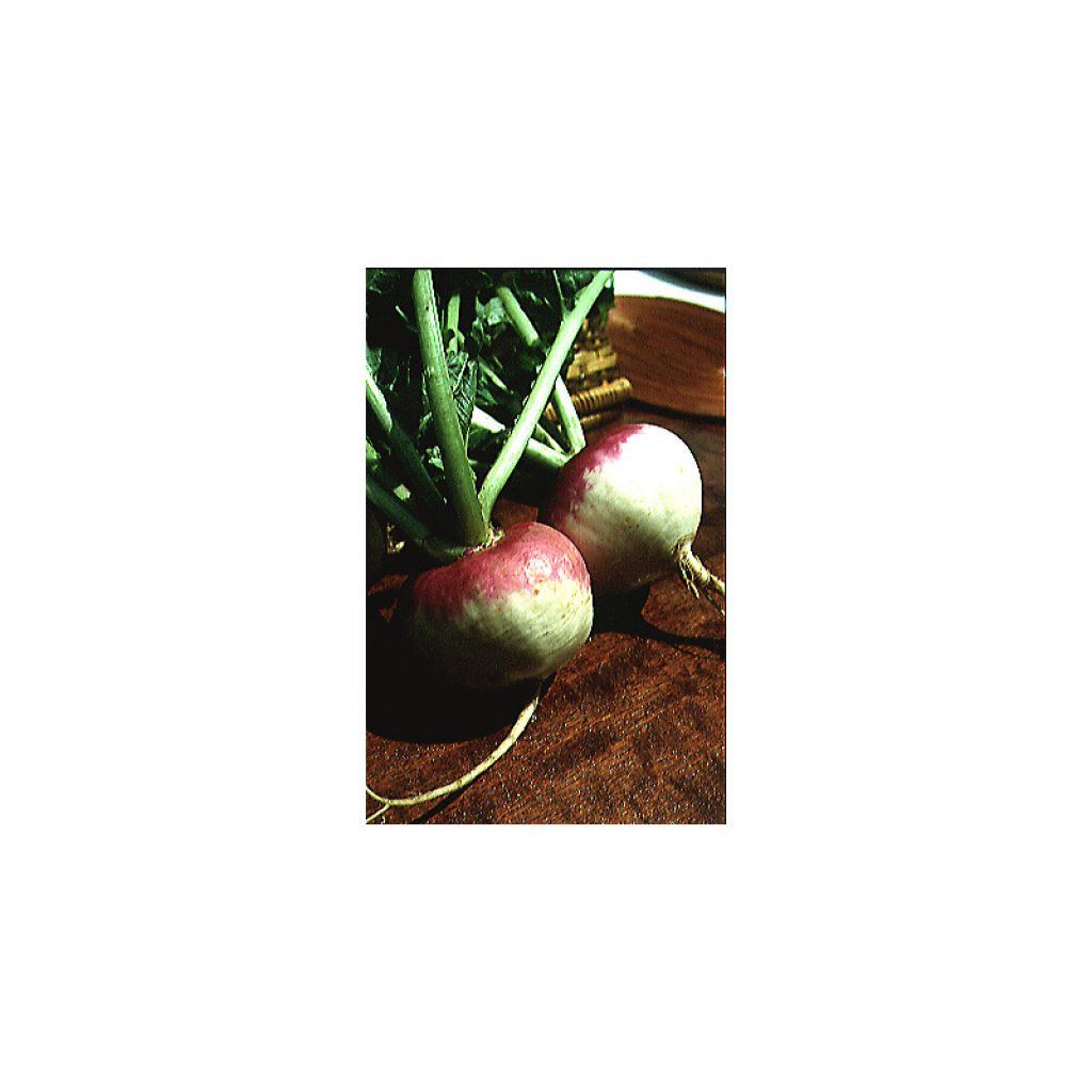Turnip Whole Leaf Nancy - Brassica rapa
