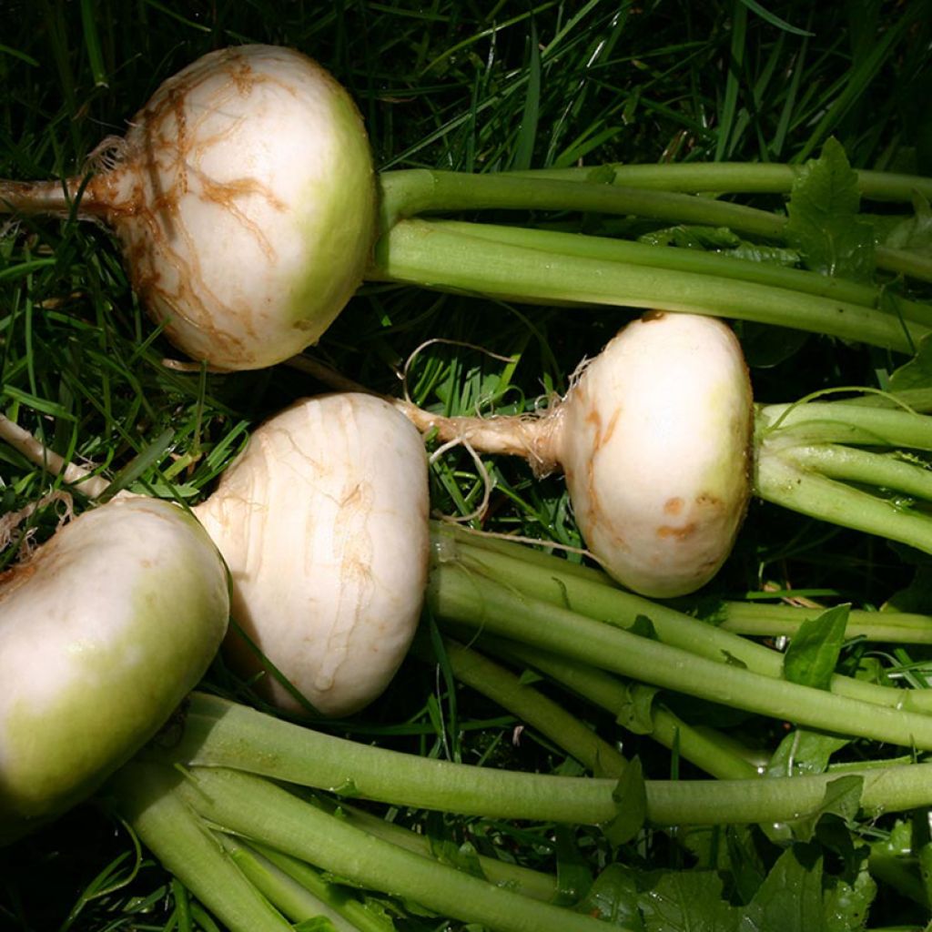 Turnip Blanc plat de Hollande - Brassica rapa organic seeds