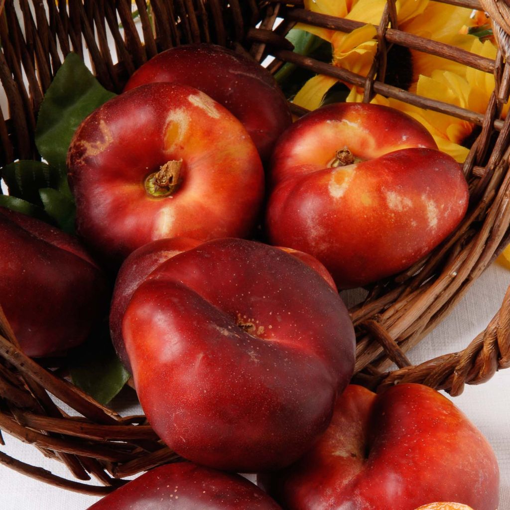 Prunus persica Nectarine Mesembrine (flat) - Georges Delbard