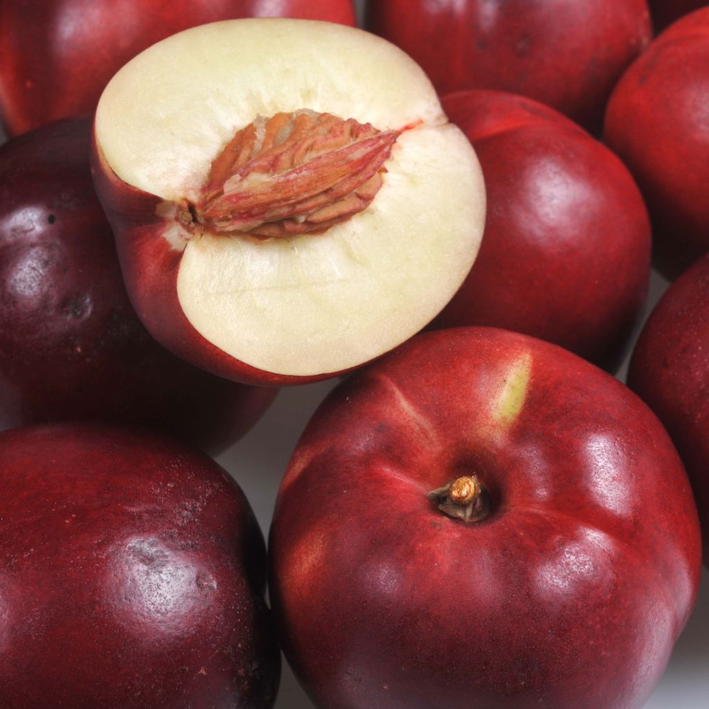 Prunus persica Olympio - Nectarine Tree