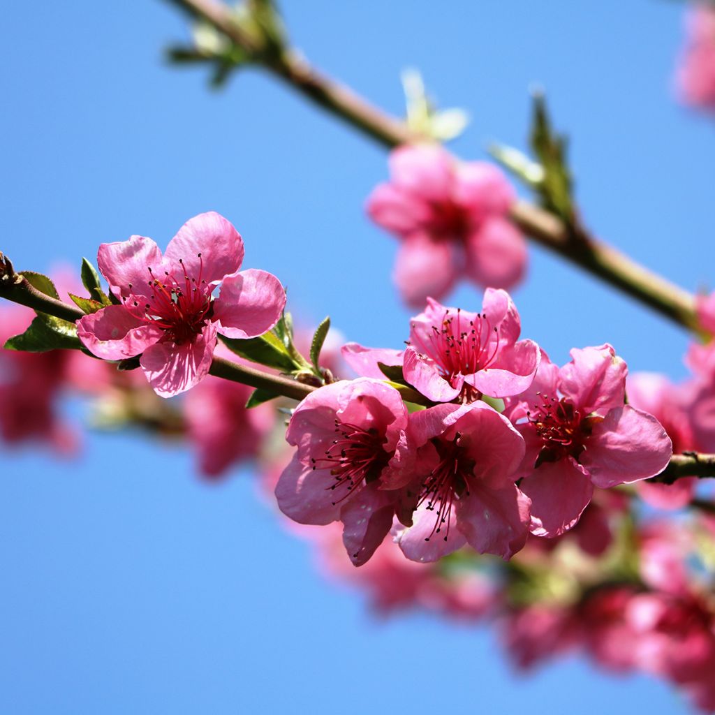 Prunus Flavortop - Nectarine Tree