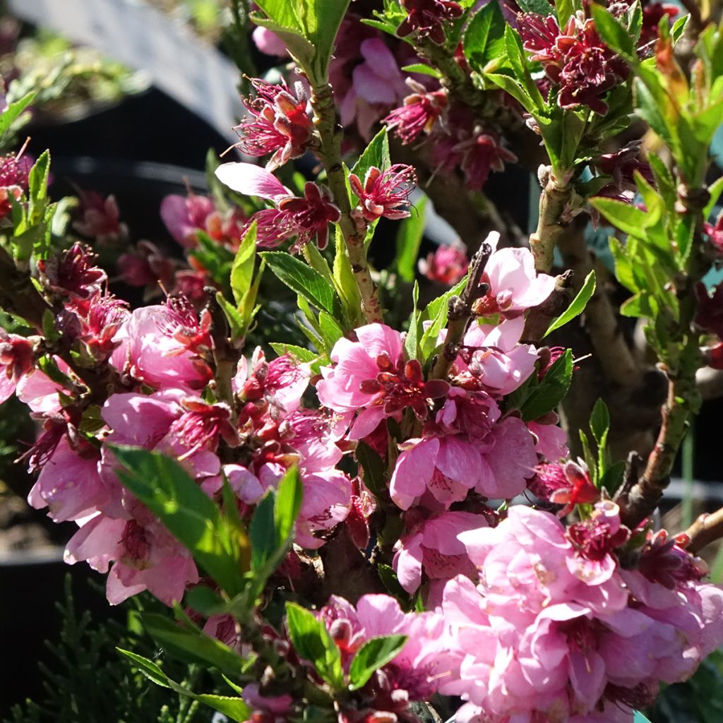 Prunus persica Snow Baby - Dwarf Nectarine Tree