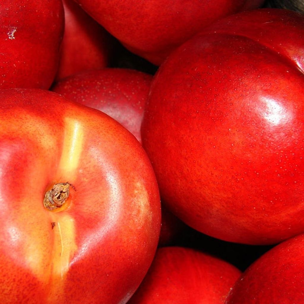 Prunus persica var. nucipersica - Nectarine tree