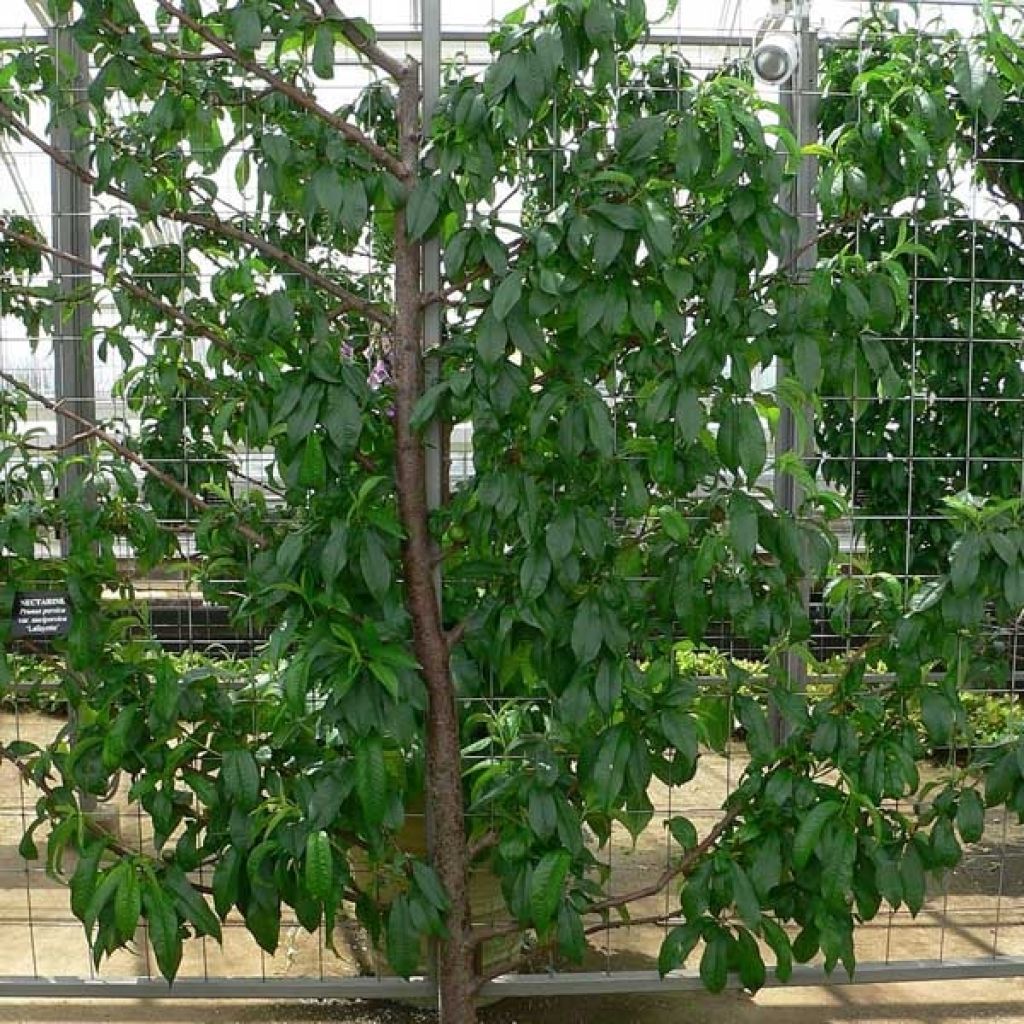 Prunus persica var. nucipersica - Nectarine tree