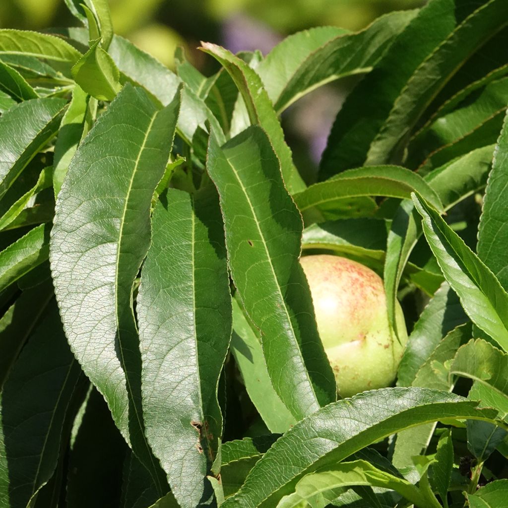 Prunus persica Snow Baby - Dwarf Nectarine Tree
