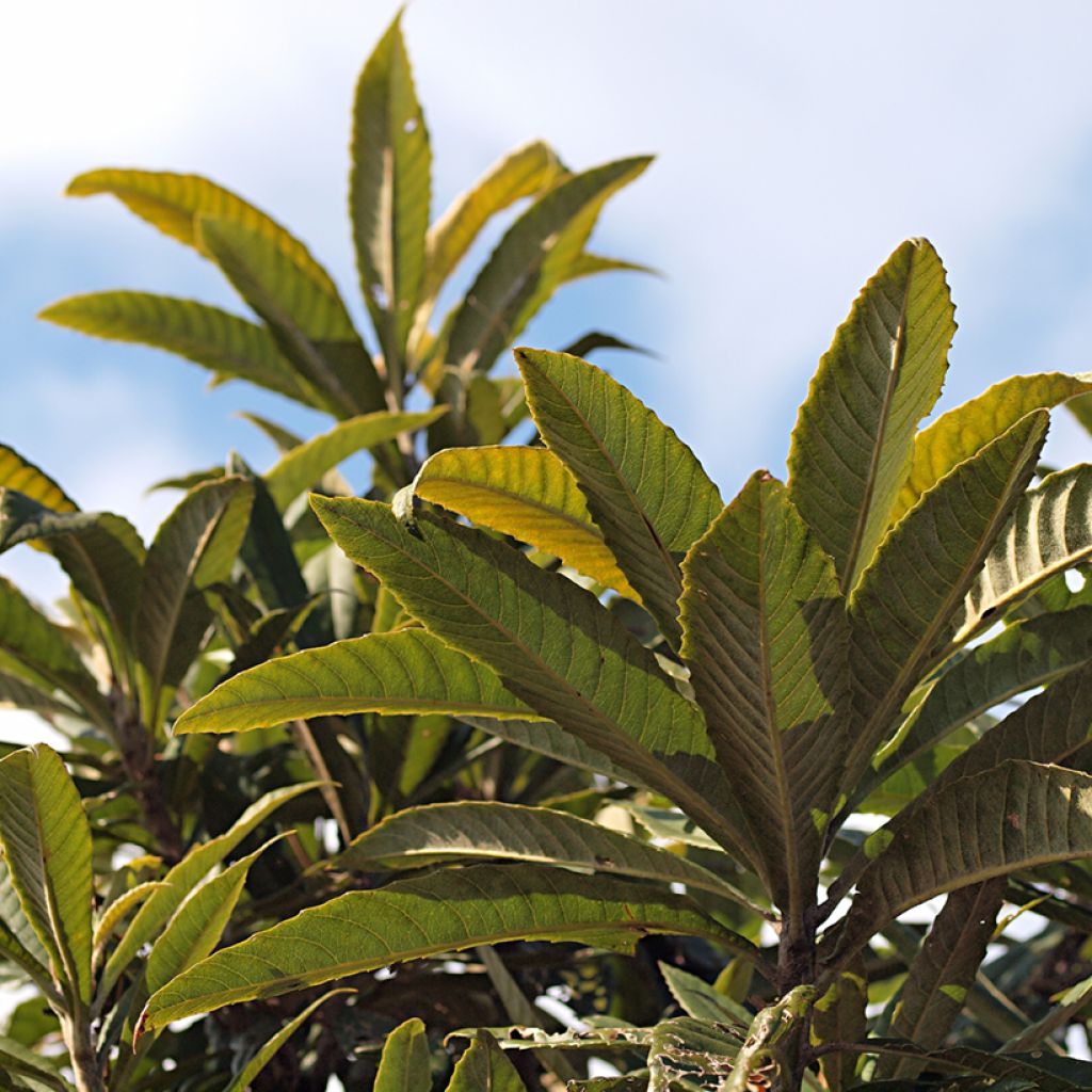 Eriobotrya japonica Tanaka - Japanese loquat