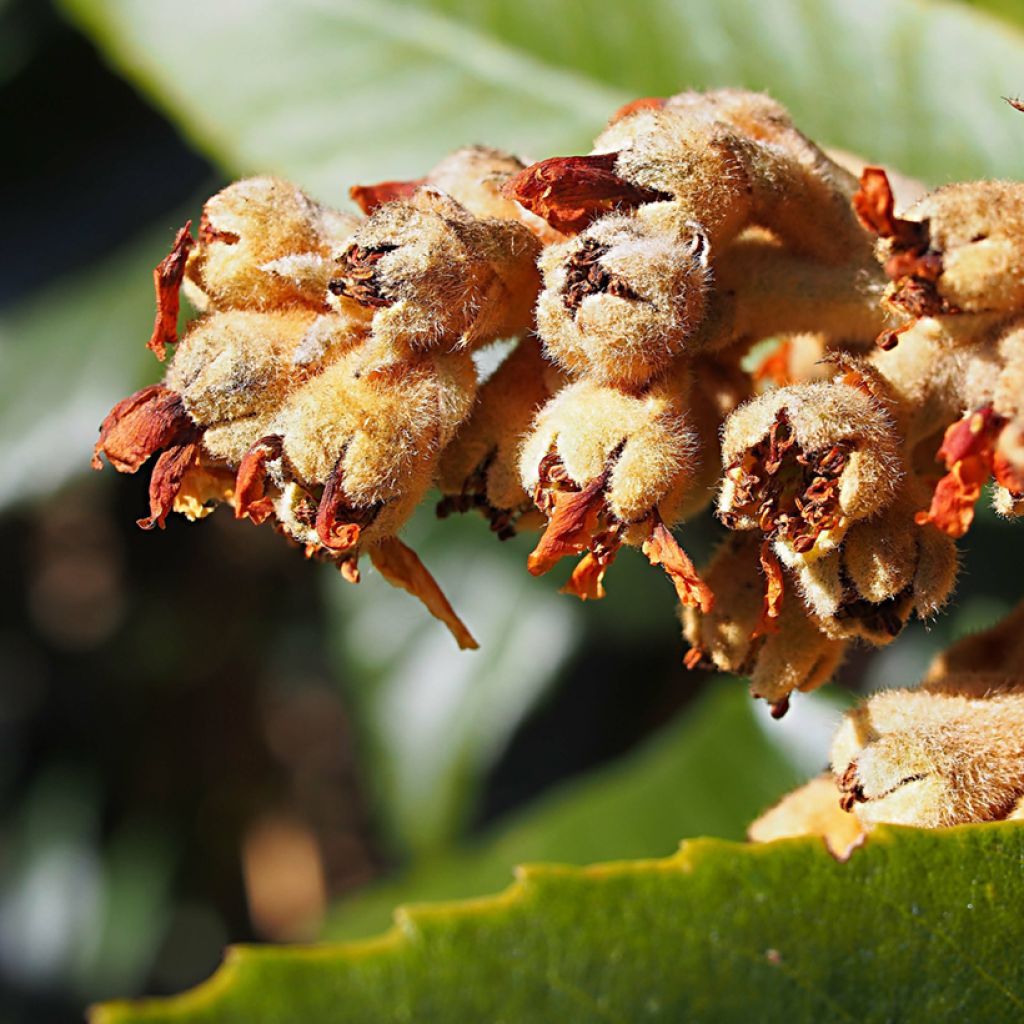Eriobotrya japonica Tanaka - Japanese loquat