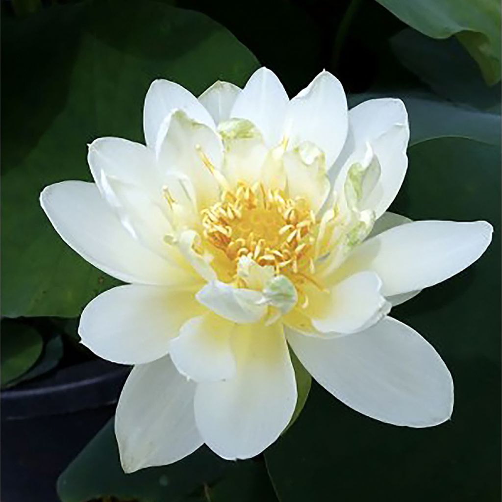 Nelumbo Jin Hehuan - Lotus